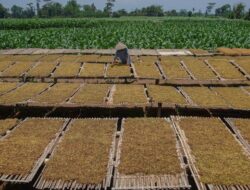 Dampak Rencana Pemerintah Perketat Aturan Tembakau Terhadap Industri dan Pekerja