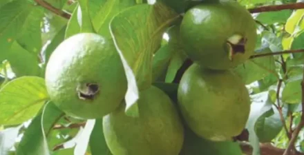 Manfaat Buah Kasimpo Sulawesi dalam Pengobatan dan Kehidupan Sehari-hari