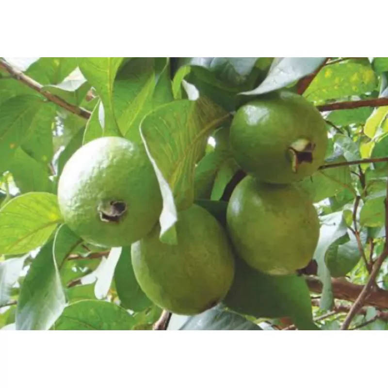 Kasimpo Buah dari Tanaman Endemik Sulawesi Hijau Unik