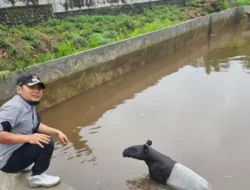 BKSDA Evakuasi Tapir yang Terperangkap di Kolam di Pasaman Barat