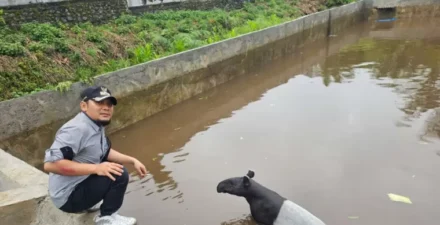 BKSDA Evakuasi Tapir yang Terperangkap di Kolam di Pasaman Barat