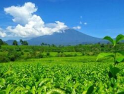 Jalur Pendakian Gunung Kerinci via Solok Selatan Dipersiapkan Mulai 2025