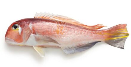 Tilefish atau jabad, salah satu jenis ikan yang mengandung merkuri tinggi.