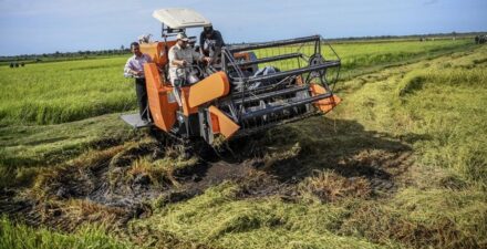 PSN Pangan di Merauke