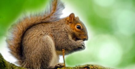 Tupai Tanah California Ternyata Pemburu Daging