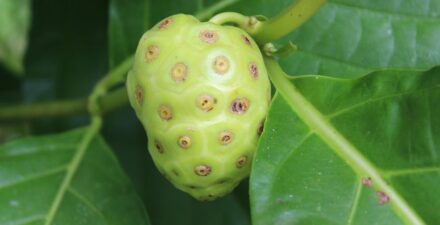 Jus Mengkudu, Kaya Antioksidan, Pahit Tapi Berkhasiat