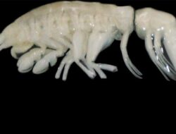 Spesies Baru Predator Laut Ditemukan di Palung Atacama
