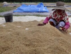 Harga Gabah dan Jagung Naik, Petani Dapat Keuntungan