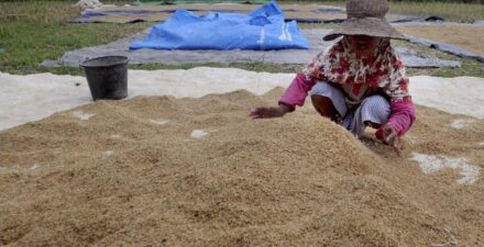 Harga Gabah dan Jagung Naik