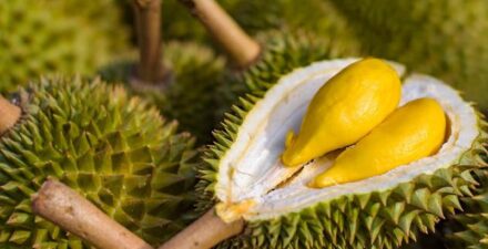 Ilustrasi buah durian.