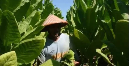 Kebijakan Kemasan Polos Dinilai Merugikan Petani Tembakau