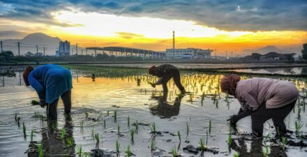 BRI mencatat penyaluran KUR sebesar Rp175,66 triliun kepada 3,7 juta debitur UMKM hingga akhir November 2024