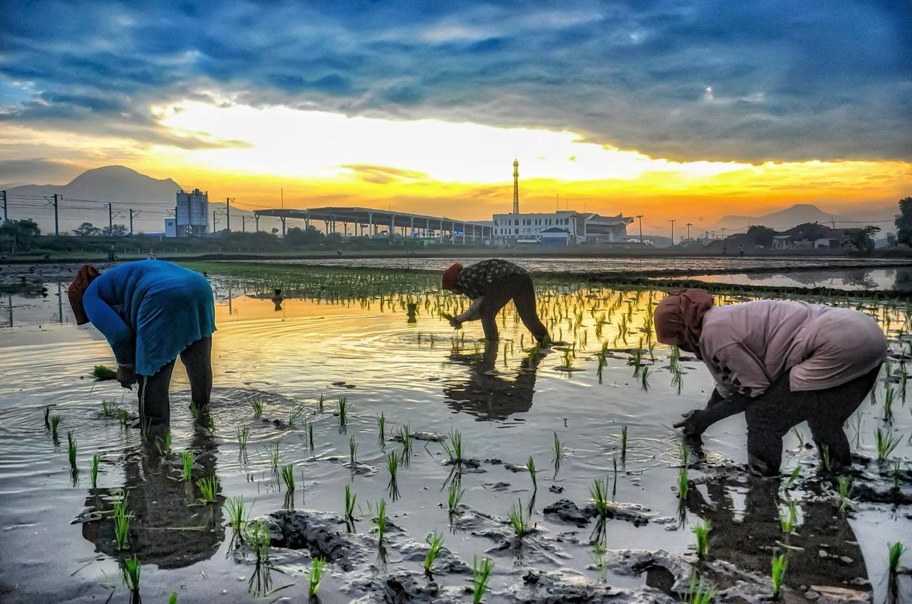 BRI mencatat penyaluran KUR sebesar Rp175,66 triliun kepada 3,7 juta debitur UMKM hingga akhir November 2024