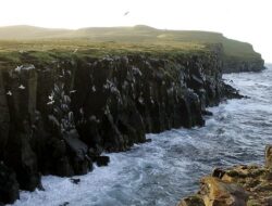 Grimsey, Pulau Terpencil di Islandia yang Dihuni Sejuta Burung Laut