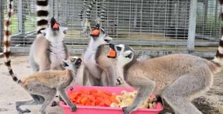 961 Satwa Terancam Punah Dipulangkan ke Habitat Asli