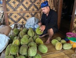 Durian Baduy Mulai Dipanen, Puncak Musim Diprediksi Januari