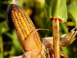 Kementan dan Polri Siap Luncurkan Program Tanam Jagung Nasional