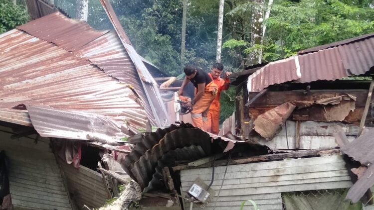 Pohon Tumbang