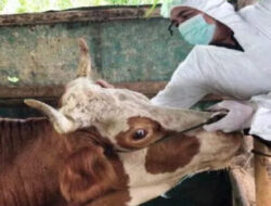 Distribusi Vaksin PMK di Berbagai Provinsi Indonesia