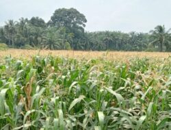 Pemkab Tanah Datar Pacu Produksi Jagung untuk Peternak Ayam