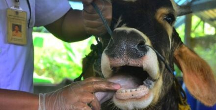 Dinas Pertanian Pasaman Siapkan 700 Vaksin untuk Cegah Penyebaran PMK