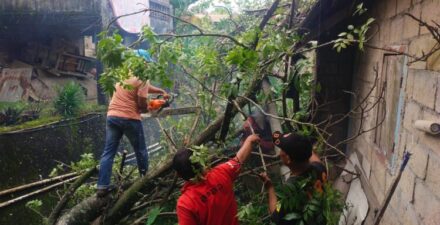 Cuaca Ekstrem Penyebab Pohon Tumbang