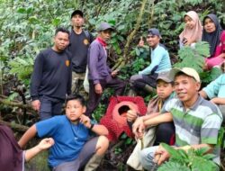 Rafflesia Arnoldii Mekar Sempurna di Agam