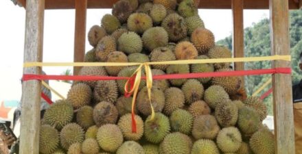 Kulit dan Biji Durian