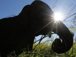 Turis Spanyol Tewas Diserang Gajah di Thailand