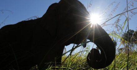 Turis Spanyol Tewas Diserang Gajah