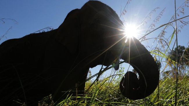 Turis Spanyol Tewas Diserang Gajah