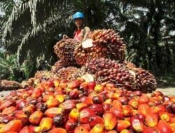 WTO Putuskan Uni Eropa Diskriminasi Kelapa Sawit RI