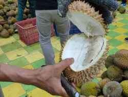 Pecinta Durian? Ini 7 Varietas Terbaik yang Bikin Ketagihan