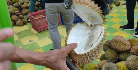 Pecinta Durian