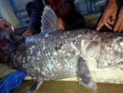 Penemuan Ikan Purba Coelacanth Mengejutkan Warga Gorontalo