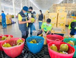 China Tolak Ekspor Durian Thailand Karena Pewarna Kimia