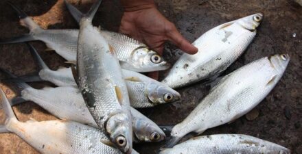 Pemprov DKI Jakarta menggelar "Festival Bandeng Rawa Belong" pada 27-28 Januari 2025.