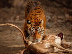 Tiga Kandang Jebak Harimau Sumatera Diangkat Setelah Kondisi Aman