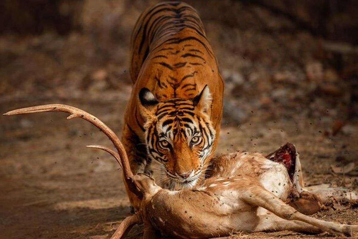Jebak Harimau Sumatera