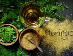 Daun Kelor Bermanfaat, tapi Tidak untuk Semua Orang