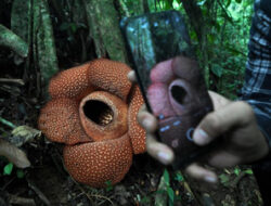 Pemprov Bengkulu Dukung Usulan Perubahan Nama Menjadi Bumi Merah Putih