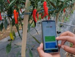 Cara Mudah Menanam Cabai di Rumah untuk Mengurangi Pengeluaran