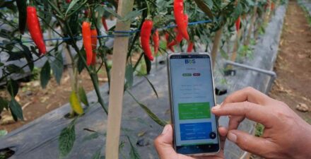 Ilustrasi tanaman cabai merah.