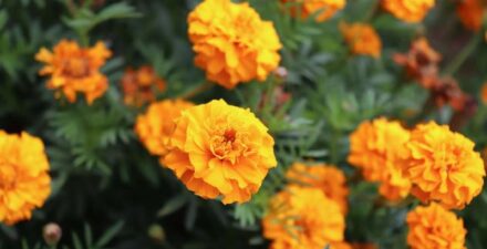 Marigold, tanaman hias yang bisa mengusir serangga.