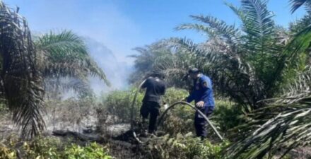 Kebakaran Lahan Sawit