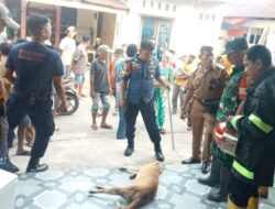Anak 11 Tahun Digigit Anjing Liar, Petugas Damkar Lakukan Evakuasi