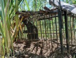 Warga Agam Cemas, Beruang Madu Berkeliaran