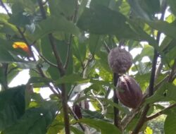 Harga Kakao Naik, Petani Pasaman Perluas Lahan Tanam