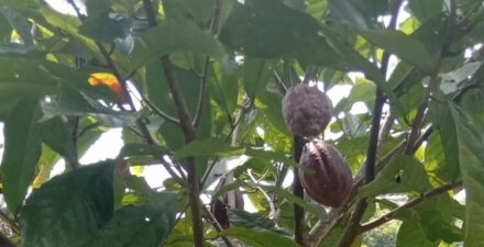 Harga Kakao Naik