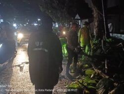 Hujan dan Angin Kencang Sebabkan Pohon Tumbang di Padang